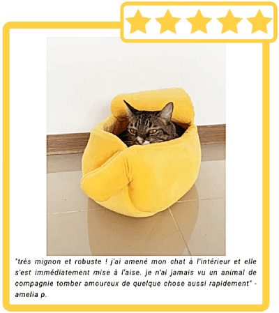 chat dans bananas bed